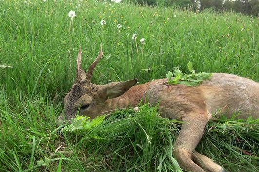 Bockjagd in der Eifel