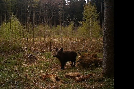 Jagderleben 2014 - Hunting Moments