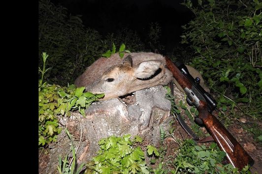 Rehwildjagd im Frühjahr / roedeer hunting in spring - Junge Jagd