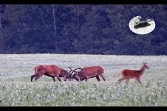 Red stag hunting during the rut - best moments 2018 #1