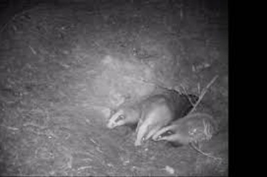 Dachs und Fuchs - Badger and Fox in Winter and Spring