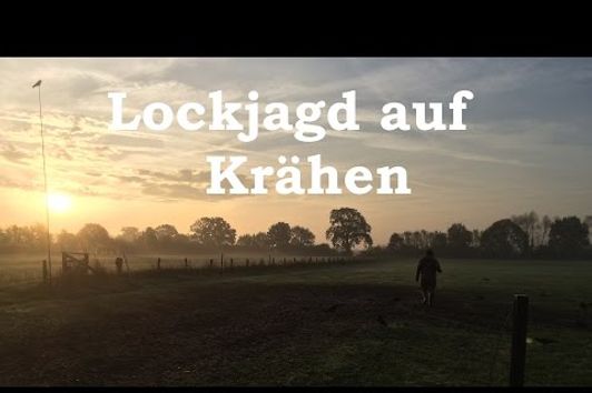 Lockjagd auf Krähen