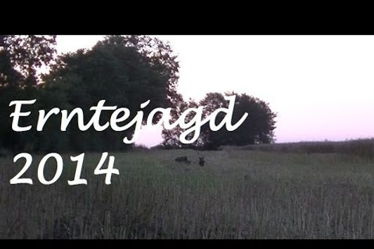 Wildschweinjagd Erntejagd 2014