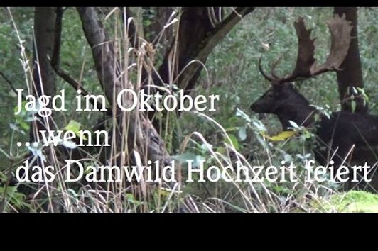 Jagd im Oktober Damwildbrunft