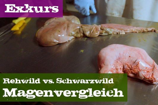 Magenvergleich - Rehwild vs. Schwarzwild - Exkurs Organe