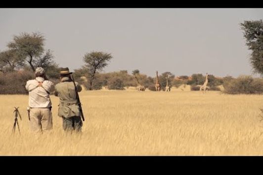 Plainsgamejagd in der Kalahari