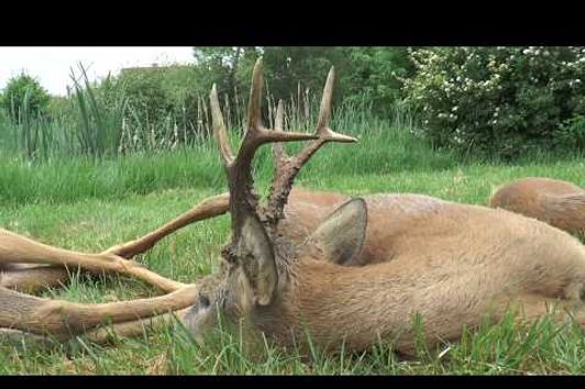 Zwei alte Rehböcke werden in Masuren erlegt! Two old roebucks get downed in Masuria!