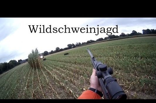 Wildschweinjagd während der Maisernte