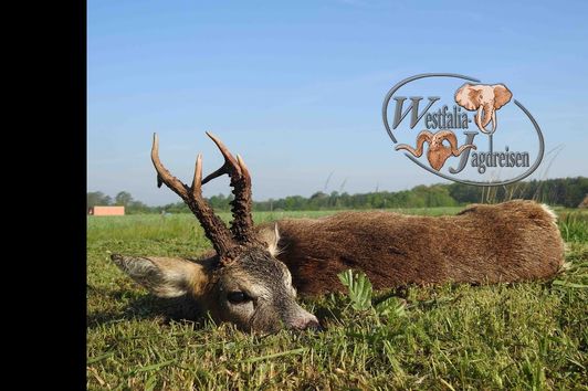 Rehbockjagd in Polen/Schlesien im Oberforstamt Kup mit Westfalia Jagdreisen