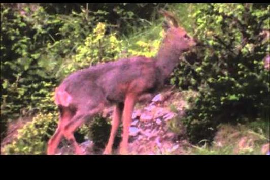 Rehbockjagd in Österreich -  Jagen in den Bergen -