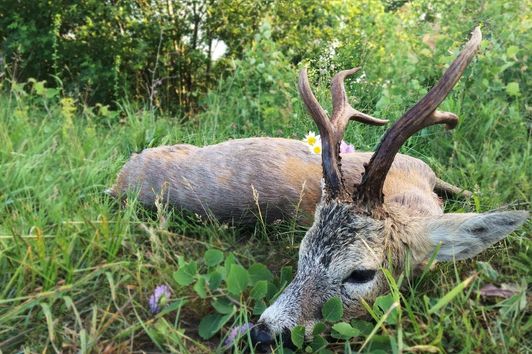 Roebuck hunting in Romania 2018 best of compilation; Rehbockjagd in Rumänien 2018 beste Momente