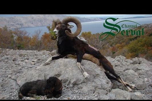 Hunting Mouflon  in the Croatian mountains