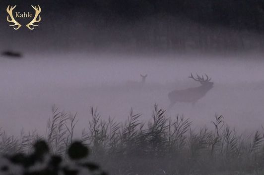 Gigantische Brunft im Nebel -  Masuren