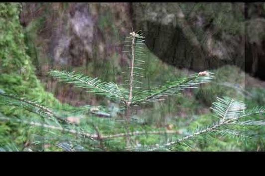 Der Wald - Naturverjüngung kann so einfach sein