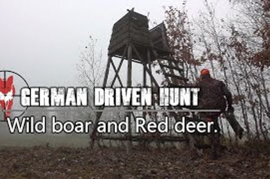 Driven hunt in Germany, for wild boar and red deer.