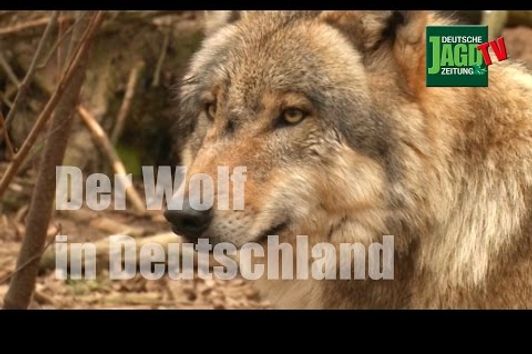 Der Wolf in Deutschland