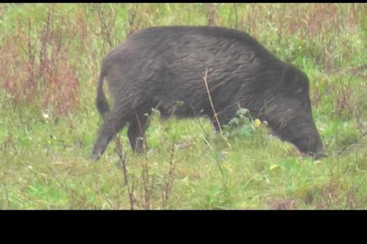 Sauen ohne Ende! / Incredible number of wild boars!