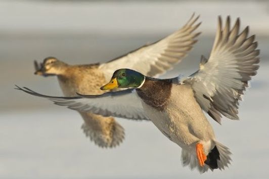 High Caliber hunting with The Grind Waterfowl TV (Season 4)