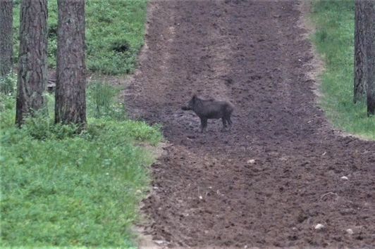 Pirsch auf tagaktives Schwarzwild - herrliches Pommern / Polen!