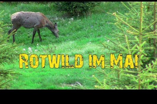 Rotwild im Mai