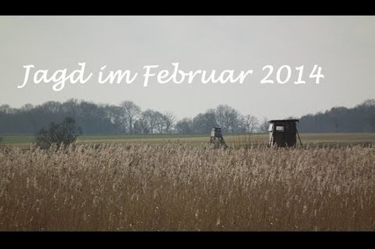 Jagd Februar 2014