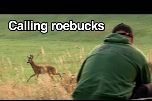 Calling roebucks in the rut by Kristoffer Clausen