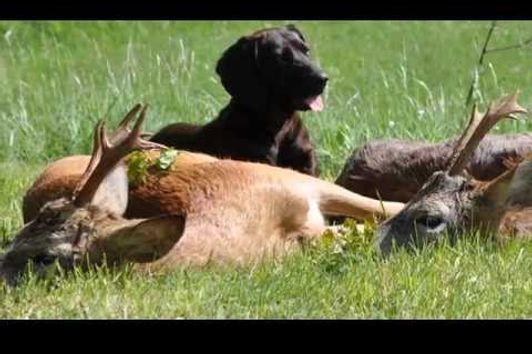 Bockjagd in Masuren! Roebuck hunting in Mazury!