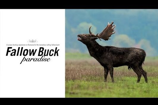 Fallow Buck Paradise - Hunters Video