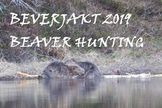 Beverjakt 2019/Beaver Hunting