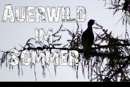 Auerwild im Sommer