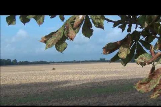 Marderhund und Wildgänse bei der Ernte