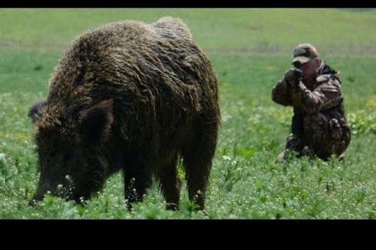 Hunting Giant Wild Boar in Hungary