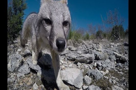 Double Down bow kill shots on Foxes!! The best fox hunting video ever!!!