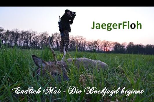 Endlich Mai - Die Bockjagd beginnt / Early Season Roebuck Hunt 2016