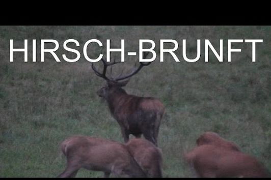 Hirsch tot! - Hirschjagd zum Brunftbeginn