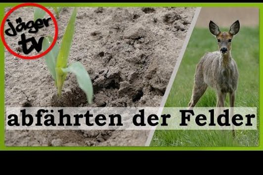 abfährten der Felder / Tipps beim Jagen an Monokulturen