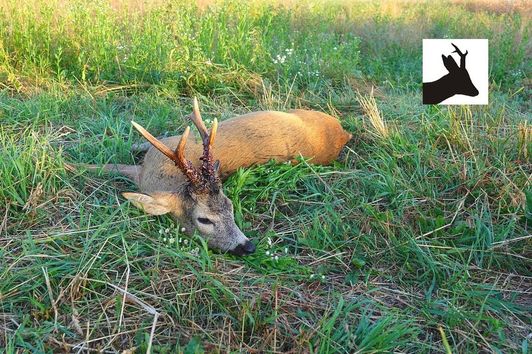 Roebuck stalking - Poranny podchód za rogaczem