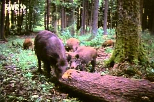 Leben in der Rotte - Wildschweine