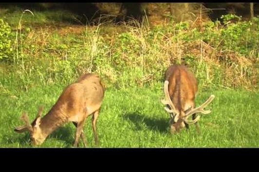 Jagd im Mai - Rehböcke Hirsche und Schmalrehe