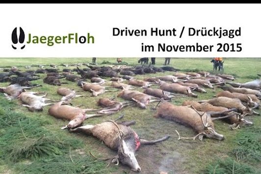 Driven Hunt/Drückjagd auf Rot- und Schwarzwild