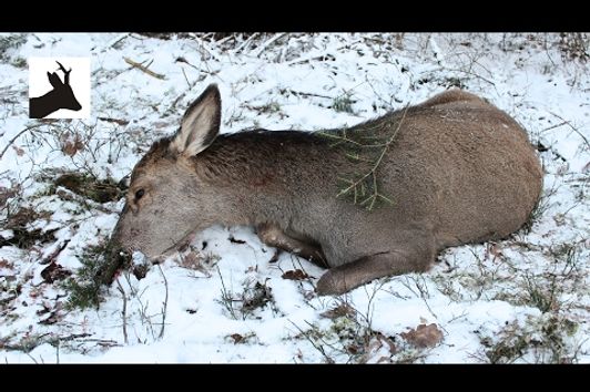 Woodland red deer hunting - Polowanie na jelenie 2017 - Hirschjagd - Chasse aux Cerfs