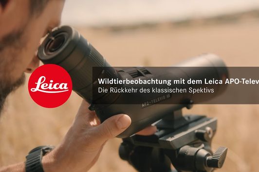 Wildtierbeobachtung mit dem Leica APO-Televid 65 W – Die Rückkehr des klassischen Spektivs