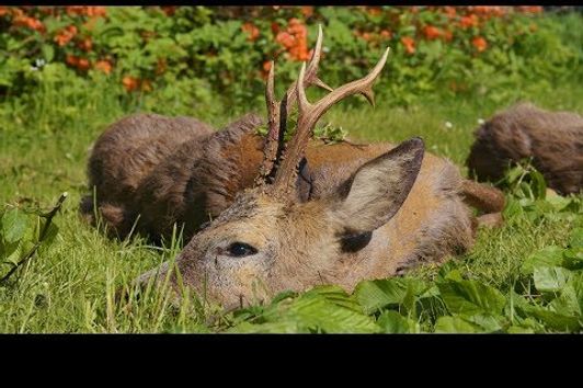 Der "Wasserbock" wird erlegt - Bockjagd in Pommern! "Waterbuck" gets downed!