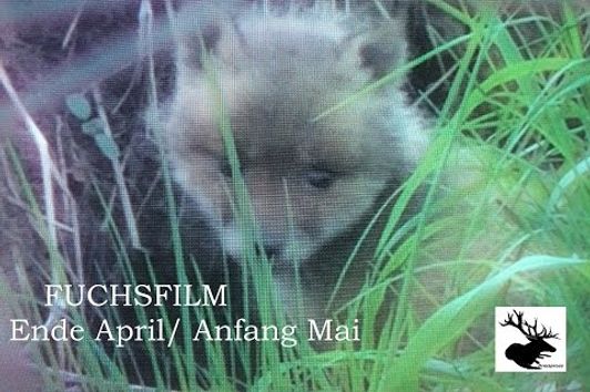 Fuchsfilm (Ende April/ Anfang Mai)