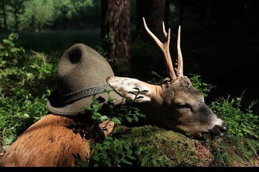 Roebuck Hunting in July - Bockjagd zur Brunftzeit