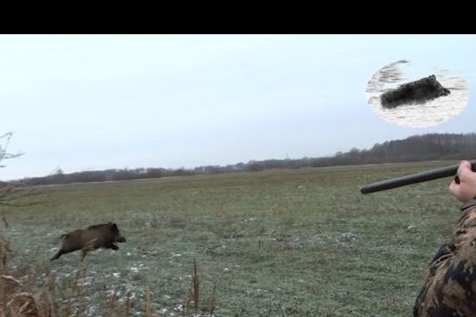 Best moments - November 2015 - driven hunt compilation - Beste Momente auf Drückjagd