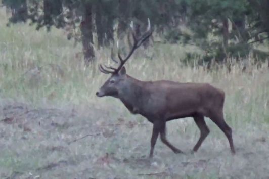 Hirschbrunft 2018; Hirschjagd