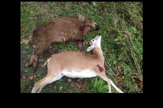 Wild boar, Mufflon and Roe deer on driven hunt