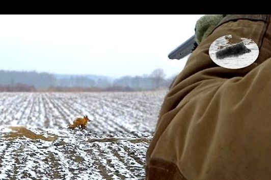 Fuchsjagd mit Dackel - Baujagd Fox hunting Polowanie na lisy z norowcem Chasse au renard Rävjakt