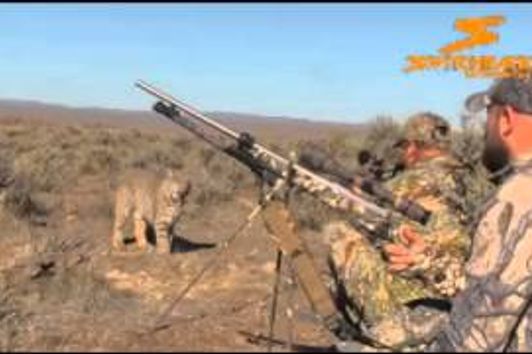 GATO MONTES | BOBCAT LYNX | LINCE A 2 METROS DE LOS CAZADORES!!!